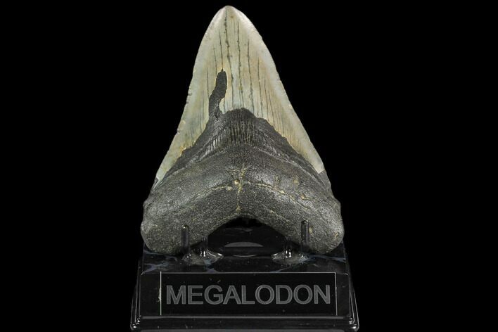 Fossil Megalodon Tooth - North Carolina #124678